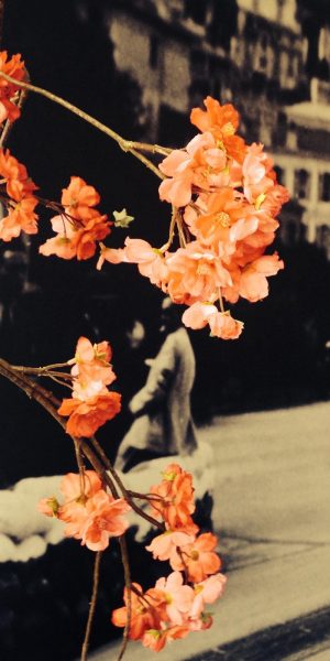 Blühender Ast im Vordergrund mit Rennsport-Fotografie im Hintergrund.